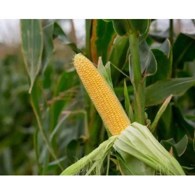 СанРайз F1 - семена сахарной кукурузы, 1000сем., Libra Seeds
